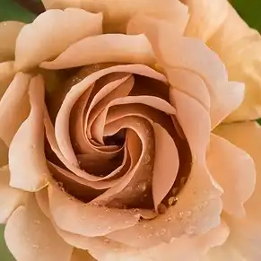 Trandafiri online - Orange - Maro - trandafir pentru straturi Floribunda - trandafir cu parfum discret - Rosa Caffe Latte - De Ruiter Innovations BV. - ,-